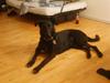 Blanding af racer Keiko<3 R.I.P. [ Himmelhund]
