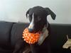 Amerikansk staffordshire terrier sisi