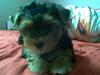 Yorkshire terrier Coco