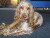 Cocker spaniel Freja r.i.p 20.1.19