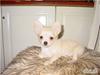 Chihuahua Kaiser <3