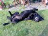 Labrador retriever † Loke †<3 savnet.