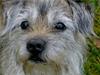 Border terrier † Darwin †
