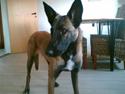 Malinois Caya du Pote Malin