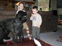Bouvier des flandres Amadeus