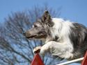 Border collie Zacho