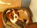 Welsh springer spaniel nardo