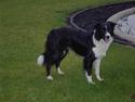 Border collie Mate