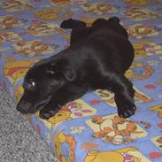 Blanding af racer Sally