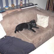 Blanding af racer Sally