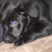 Blanding af racer Sally