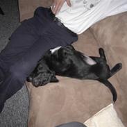 Blanding af racer Sally