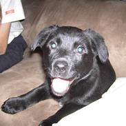 Blanding af racer Sally