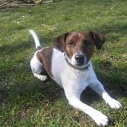 Jack russell terrier Tjalfe <3