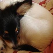 Papillon Elvis