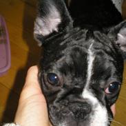 Fransk bulldog Nova