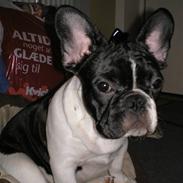 Fransk bulldog Nova