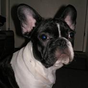 Fransk bulldog Nova