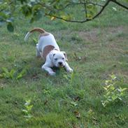 Amerikansk bulldog Margrethelund´s Cocio