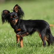 Russisk toy terrier Jaroslavna Mazasis Elfas