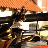 Russisk toy terrier Jaroslavna Mazasis Elfas