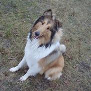 Collie langhåret Kenzo