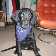 Flat coated retriever Kewin