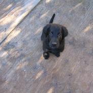 Flat coated retriever Kewin