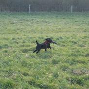 Flat coated retriever Kewin