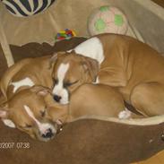 Amerikansk staffordshire terrier Miklo