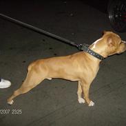 Amerikansk staffordshire terrier Miklo