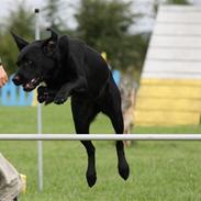 Labrador retriever BAMSE gl.dags type.