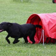 Labrador retriever BAMSE gl.dags type.