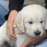 Golden retriever Julius