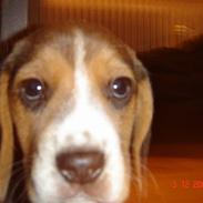 Beagle Bubbles (Død 19/12 - 07)