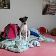 Dansk svensk gaardhund Frida