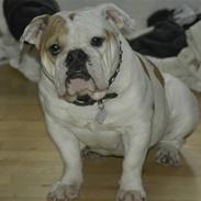 Engelsk bulldog Berta