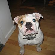 Engelsk bulldog Berta