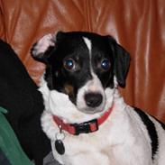 Dansk svensk gaardhund babs