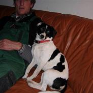 Dansk svensk gaardhund babs