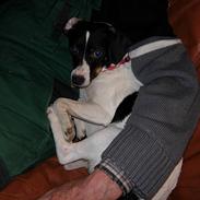 Dansk svensk gaardhund babs