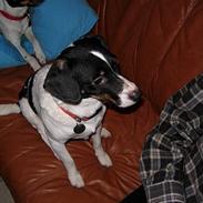 Dansk svensk gaardhund babs