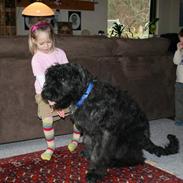 Bouvier des flandres Amadeus