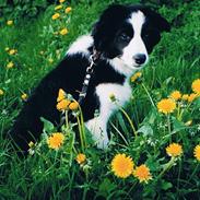 Border collie Tequila (1996-2009)