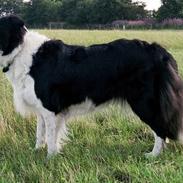 Border collie Tequila (1996-2009)