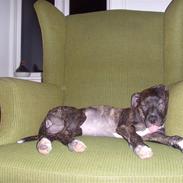 Amerikansk staffordshire terrier Kuno