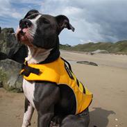 Amerikansk staffordshire terrier Koda