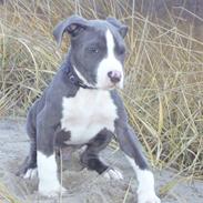 Amerikansk staffordshire terrier Koda