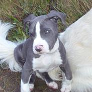 Amerikansk staffordshire terrier Koda
