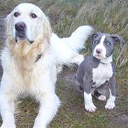 Amerikansk staffordshire terrier Koda